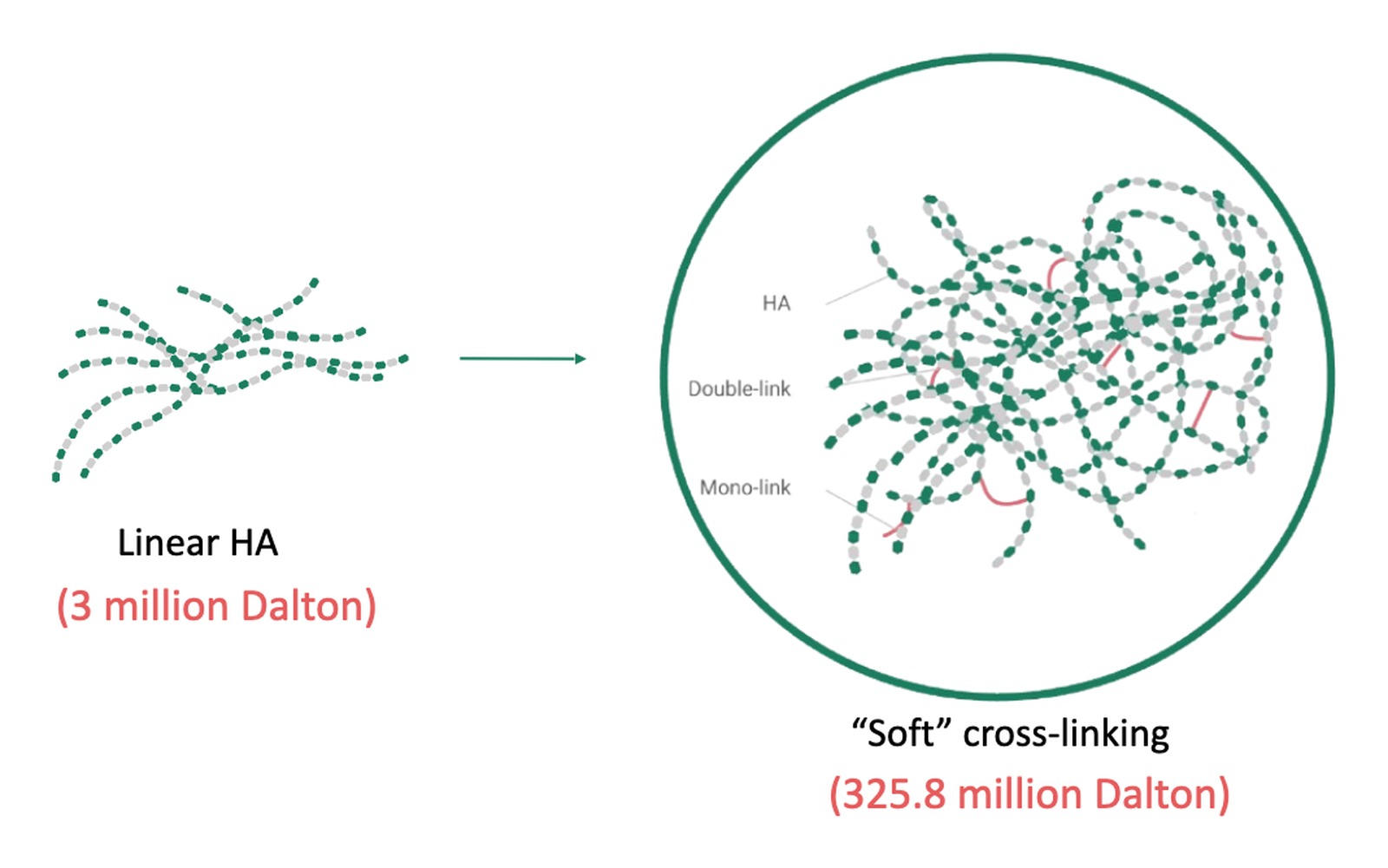 Diart One soft-crosslinking diagram: linear HA at 3 million dalton becomes a 325.8 million dalton network joined by double-links and mono-links