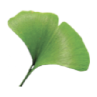 Ginkgo biloba leaf