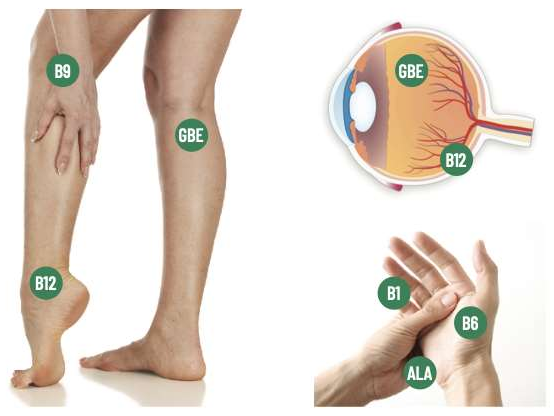 Legs, an eye and a pair of hands, marked with where each Nervzflo ingredient acts: B9, GBE and B12 on the legs, GBE and B12 on the eye, B1, B6 and ALA on the hands